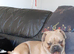 Ill health forses rehoming