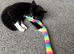 Felix for rehome