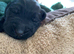 Flat coated retriever puppies