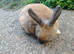 Mini rex bunny