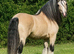 In foal welsh cob type