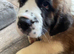READY Now! Beautiful baby Saint Bernards