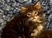Maine Coon Kittens