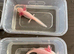 Rescue Axolotl Looking For New Homes