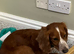 Working Cocker Spaniel female