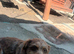 MICA – The Little Dog Nobody Came Looking For... Until Now