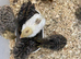 Coturnix Japanese quail