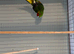 Male kakariki for sale or looking for female