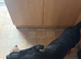 2 year old female lab