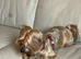 5 years old golden Yorkie female