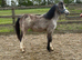 Welsh a type filly