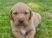 10 Fox red Labrador puppies