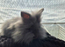 Angora x lion head