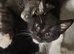 Two kittens