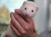 2 Gill ferrets