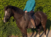 Flashy Welsh C Allrounder