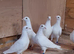 Pure white racing pigeon for sale