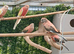 2 bourke parakeets