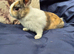 Netherland Dwarf x Dutch