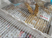 Mixed ages budgies