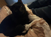 Male cat age 1.5 years