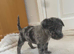 Jack Russell puppies for sale