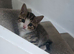 Lovely kittens