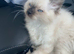 2 ragdoll kittens £200 each