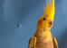 For sale cockatiel
