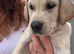 Last Remaining Beautiful Labrador x Pointer