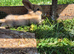 baby bunnies