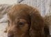 We have 2 stunning long hair pups
