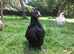 Bantam Orpington cockerels - buff or black