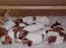 Jack Russell Terrier Puppies
