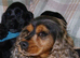 KC Reg Show Cocker Spaniel Puppy