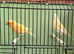 2026 yellow dimorphic pair