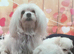 Thoroughbred male Maltese puppy for sale