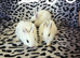 Bunnies