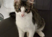 part Mainecoon female Ruby