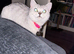 Female British shorthair