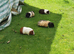looking to give a guinea pig(s) a new forever 5* home.