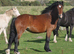 Registered Welsh D filly