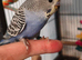 Baby Budgies - ready to leave now