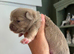 Stunning Pedigree Chihuahua Puppies