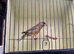Mutation greenfinches