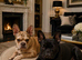 French bulldogs