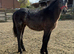 Connemara yearling filly