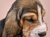 Blanket tri basset hound puppy