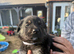 Beautiful Rottweiler cross German shepherd puppies