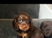 Cocker spaniel puppy’s